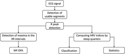 Multifractal analysis of heart rate variability in pregnancy during sleep